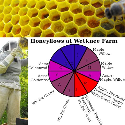 the nchtr faoe|Nectar Flow: What It Means (Beekeeping Calendar).